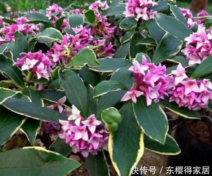 朱槿|自带香味的“3种花”,家里摆1盆,花香四溢,花朵烂漫迷人