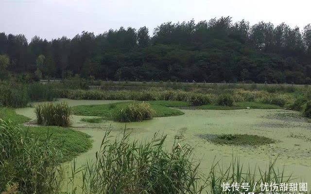 繁殖|夏季钓黑鱼，用这种手竿钓法，不用浮漂不用坠，哪里有鱼钓哪里