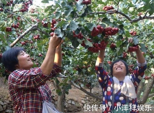 树苗|老大爷偷偷告诉出门见到此树苗,赶紧悄悄带回家,来年大丰收