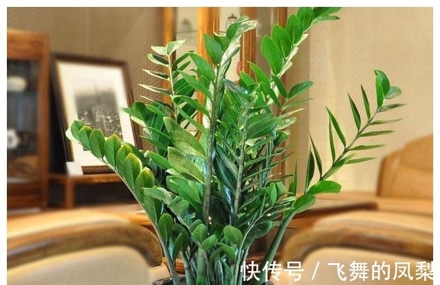 花店老板打死都不会透露的浇水秘诀，真的很管用