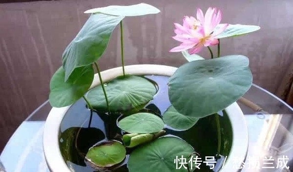 水培碗莲开花少,其实是方法错了,正确的做法应该是这样