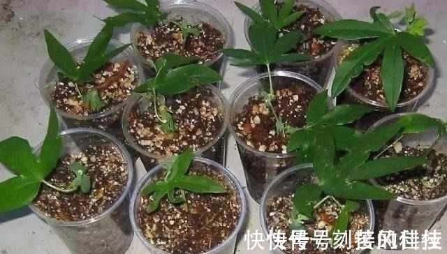 养活|这5棵“树”太贵了，偷偷摘一截枝条就养活了，不用花钱买啦！