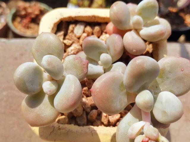 它们不是桃蛋,只是和桃蛋很像,有的香气十足,有的和汤圆一样圆