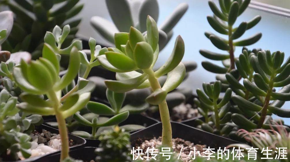 肉肉|要想成为一名合格的肉友,你还需要知道这些黑话