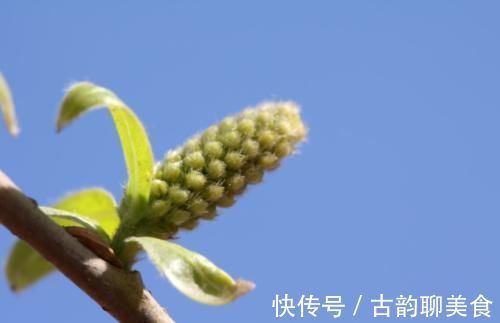 柳树|它是“天然阿司匹林”，能降低胆固醇和扩张血管，只要6元一斤！