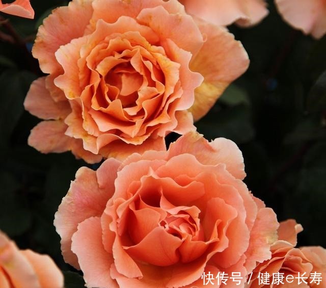 25个抗性超好的月季品种,又好养开花有多,新手好养适合盆栽!