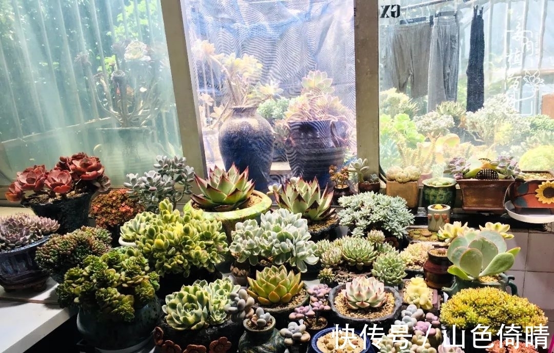 我与多肉植物百科的398天离别又重逢!