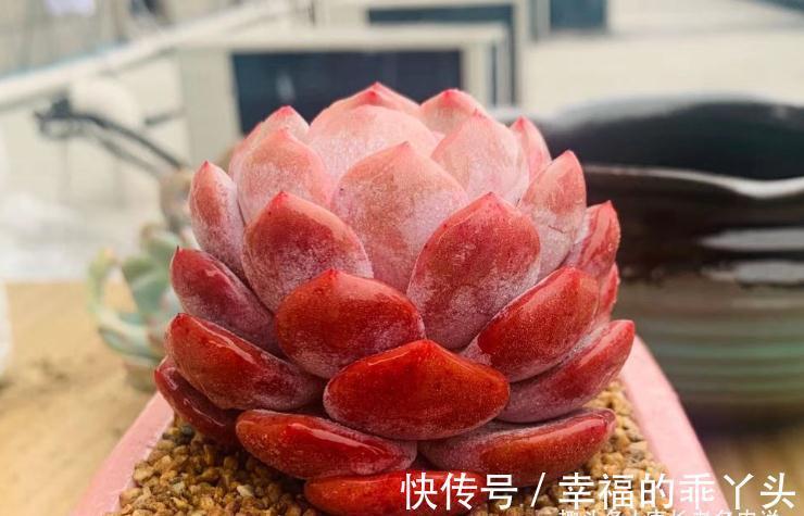 硅藻土|平常养多肉麦饭石、硅藻土、蛭石和赤玉土在使用上有什么区别?