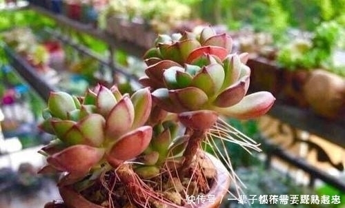 蒂亚|多肉蒂亚穿裙子长得丑？做好这件事，由绿变红，养成小老桩！