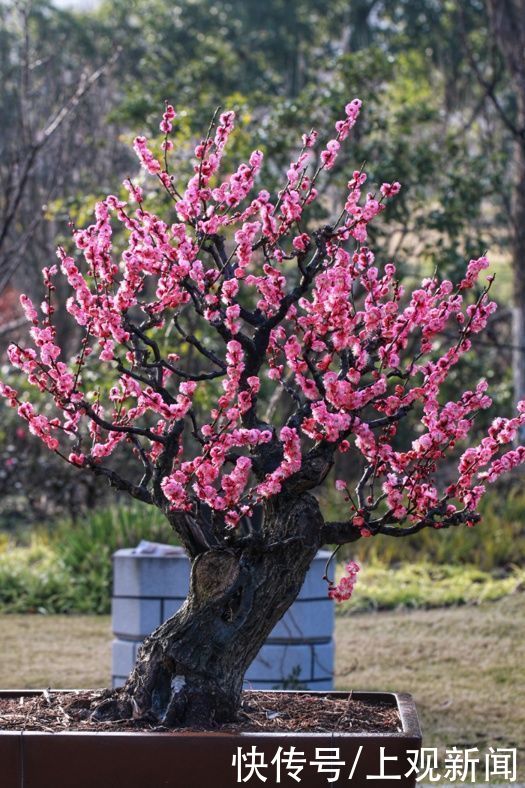 错过|快来一起赏“梅”景！去年没约成，今年别错过啦