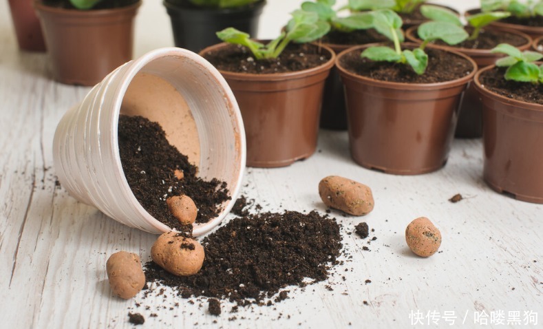 花友|塑料花盆的实用性,挑选花盆养花的规则,你知道吗?