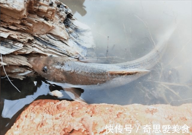 钓友|放生!郑州钓鱼人钓获珍稀“鸽子鱼”,钓友:它们已形成固定种群