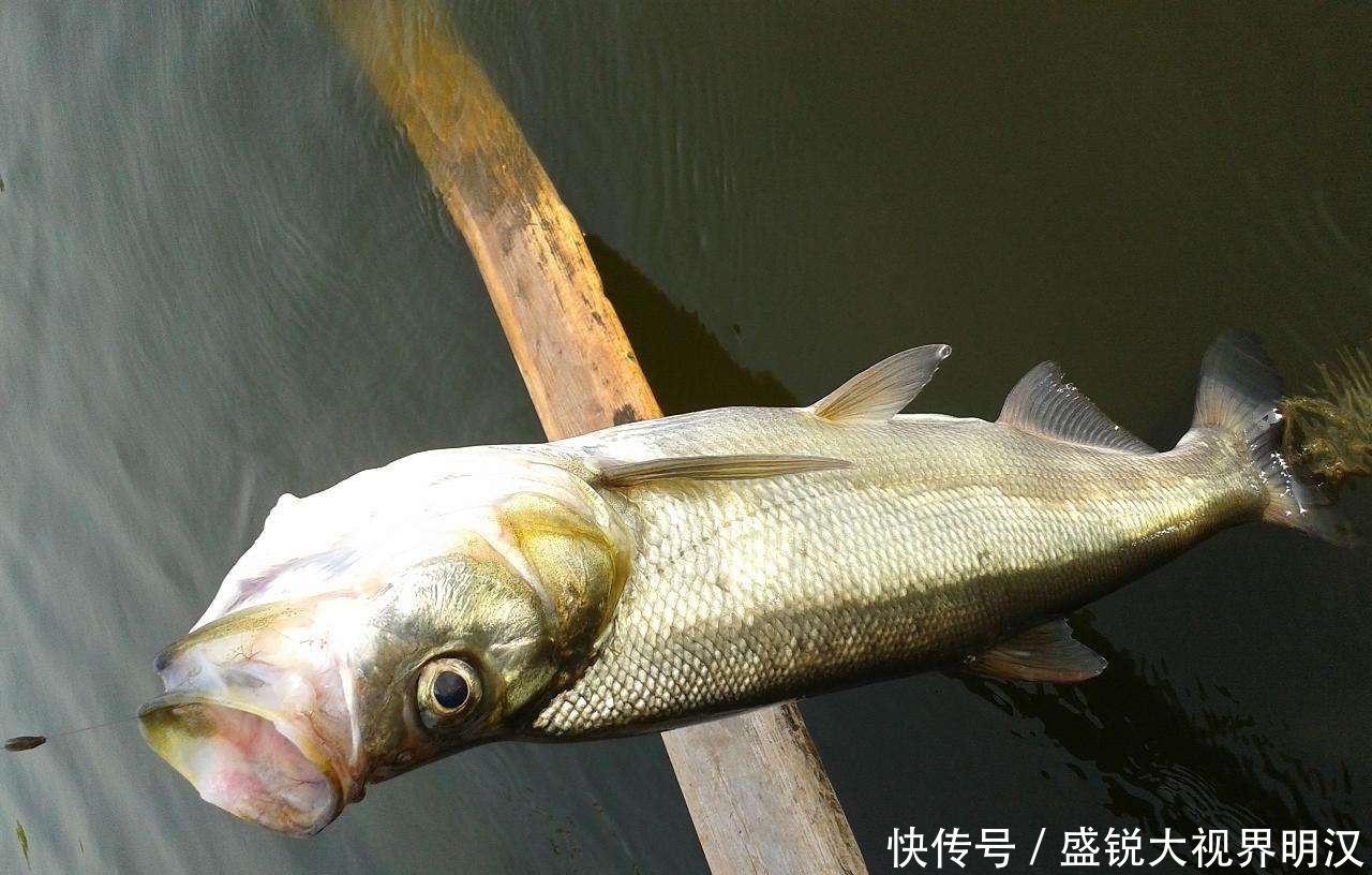 初夏野钓翘嘴鱼,这3个技巧值得遵循,把握好了让你渔获满满