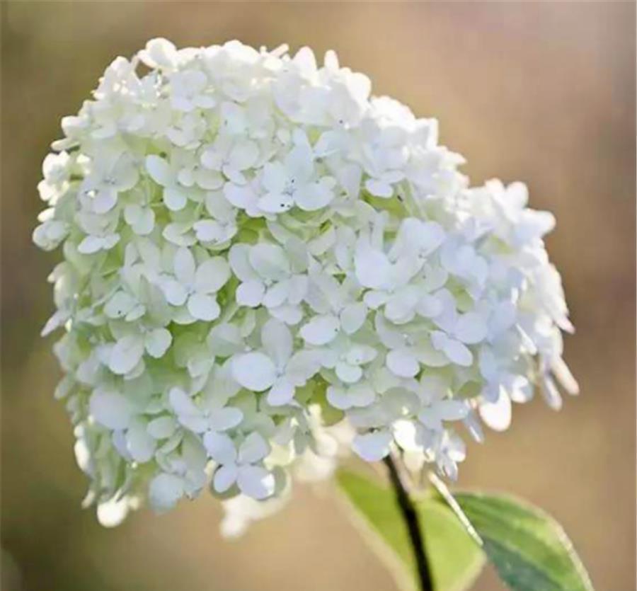 枝条|绣球花开完花后,5个细节要做好,学会了新枝粗壮,花量翻3倍