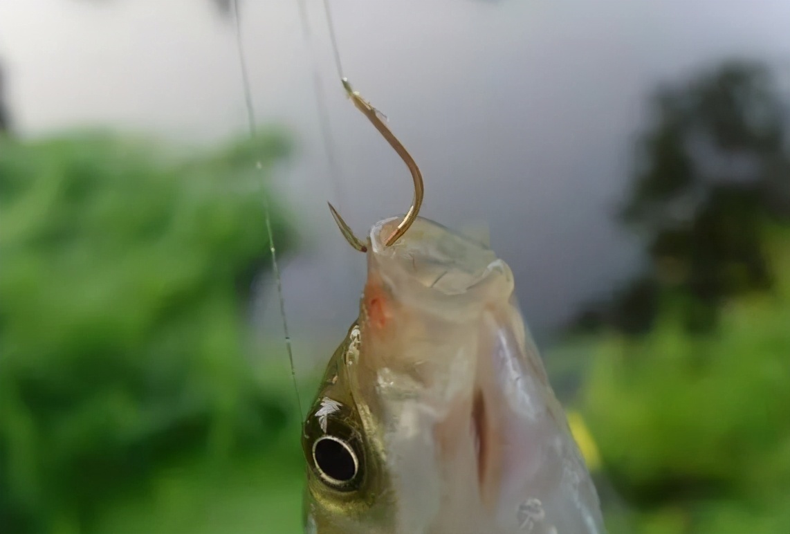 钓法|双钩的间距,看似不起眼,对渔获的影响却非常明显