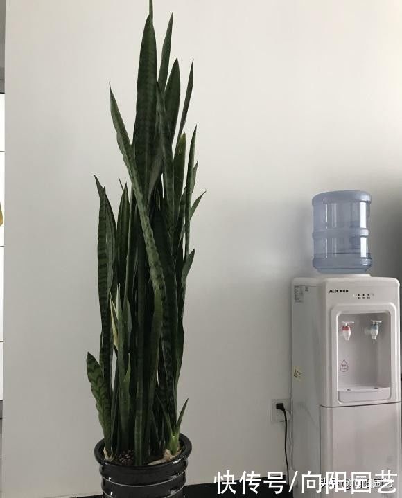 花土|超级好养的虎皮兰，20天浇一次水，新叶子猛蹿，长满花盆了