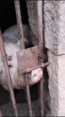 |搞笑GIF:世界上最可怕的荡秋千,给钱我都不去