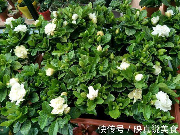 4种花就靠“水养”，多浇水、长得快，花友嗜水如命