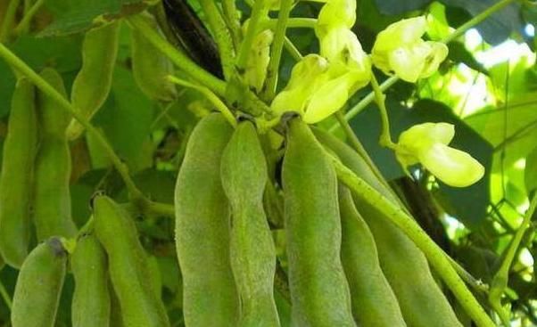  治腰|农村一野菜，是“护腰圣手”，治腰脊酸痛，清热凉血，了解下