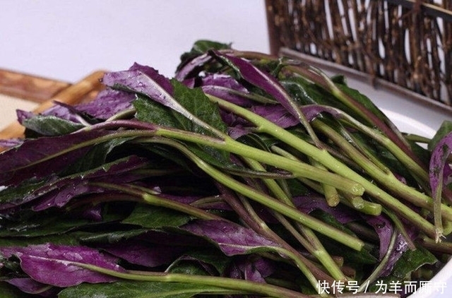 血蕨|這東西被農村人稱為“補血菜”，一年四季都可栽培，農民沒事就吃