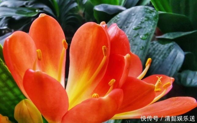 君子兰催花实操经验，现在行动，一个月后就冒花箭