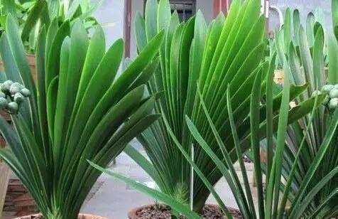 施肥|养花时，盆里挖个洞，埋上3粒“它”,什么肥都好使