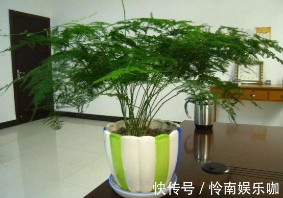 盆栽|养文竹,忽视了这3点,盆栽越长越丑,状态差