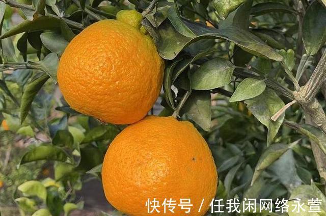 夕照#夕照红霞东飞雪(诗词七首)