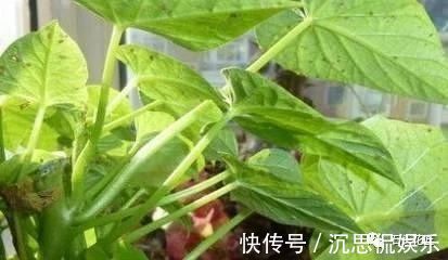 花卉盆栽“喝点酒”,不黄叶、不烂根,越长越旺,叶子绿、开花多