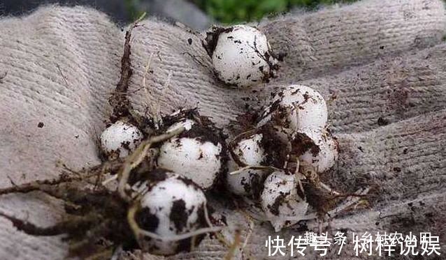 巫师|告诉家乡人,山中遇见此草,请别摘掉,目前1000多元一斤