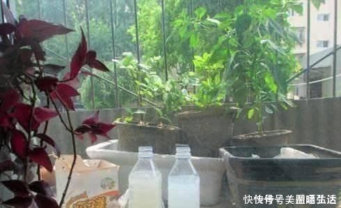 钾肥|不花钱的“营养液”，给君子兰浇一点，叶片肥，叶纹深，开花多！