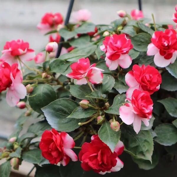 比长寿花还好养的“1种”阳台花,到了3月满盆冒花苞,谁养都活