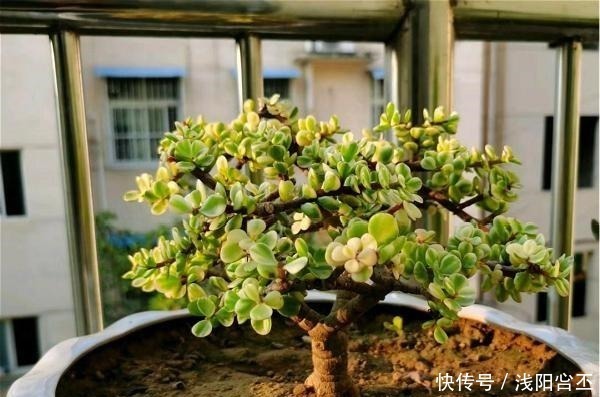 普货|公认老桩最漂亮的多肉,紫乐未上榜,这3种普货名列前三!