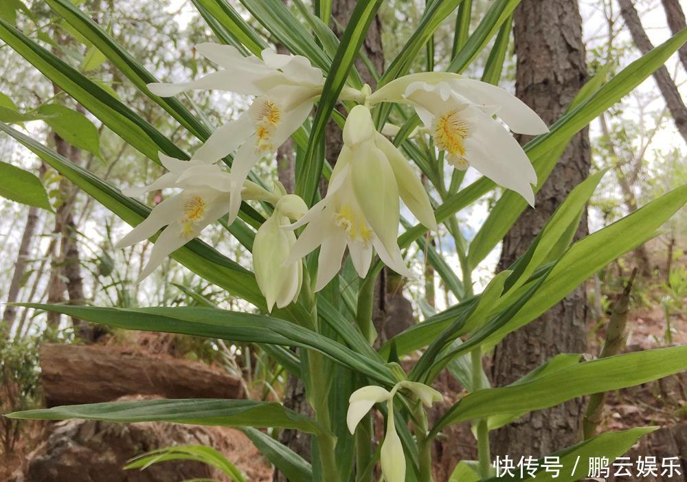 硫酸亚铁|兰花喜欢“三垃圾”，土里埋一点，不烂根猛窜芽，爆出一圈大花苞