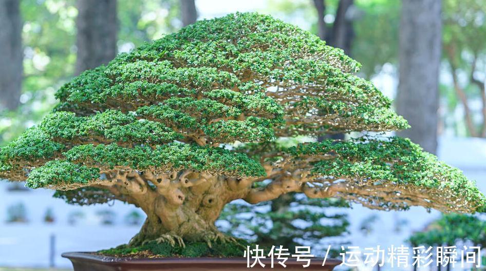 盆景也分阴阳,正确分出盆景耐阴还是喜阳,能更好的管理好盆景