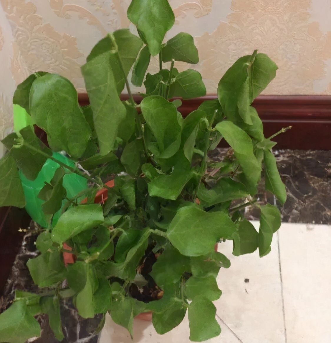 竹芋|11月,千万别买这种花,养不活惹一肚子气