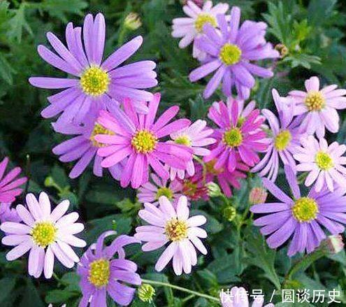 适合阳台养的花卉，花大色艳很漂亮，新手也能养爆盆