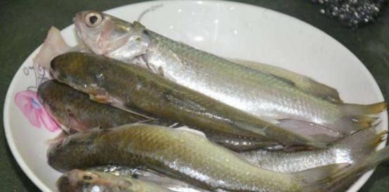 这鱼中国独有,被冠为最好吃的海鱼,营养价值极高,却少有人知