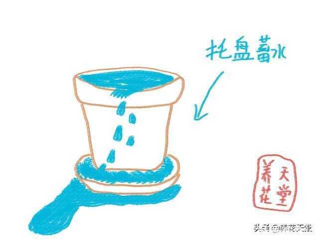 7种常见的浇水方式,不仅新手不懂,有些人养花10年都没搞清楚