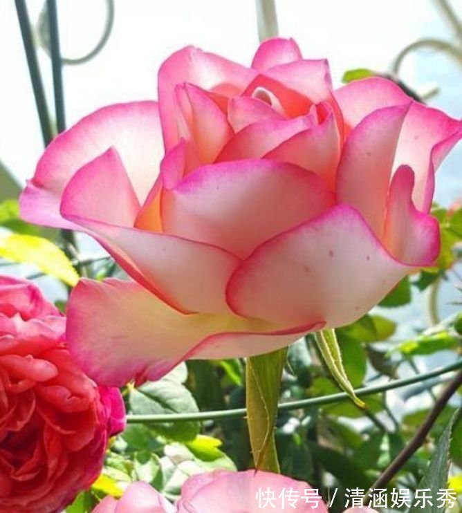 4种花养家里，事业蒸蒸日上，从年头旺到年尾，红火财运到！