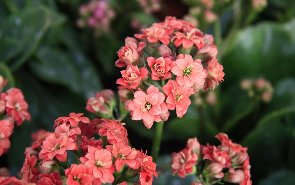 昆虫|长寿花不会养还生病?记住几种病的解决方法,新手也能操作