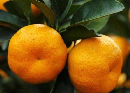 立春后，女人常吃幾種食物，生津解熱，美容瘦身，開胃消食