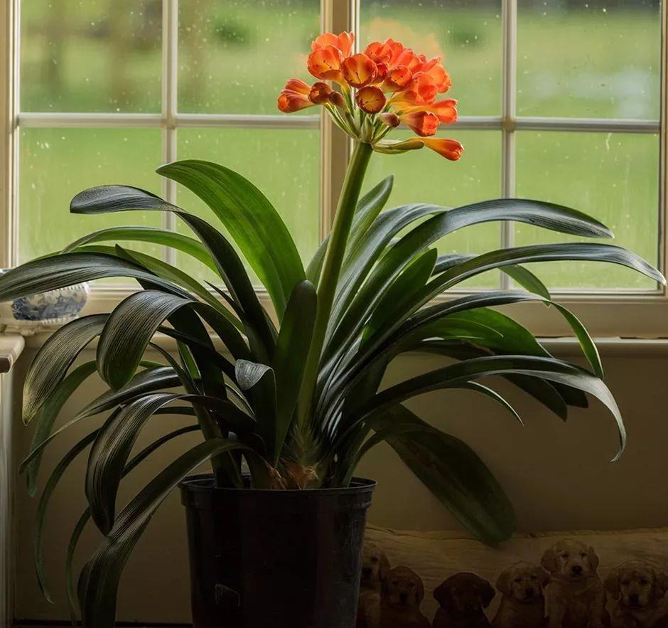 施肥|4种“富贵花”,7月要“穷养”,天气凉了就猛长