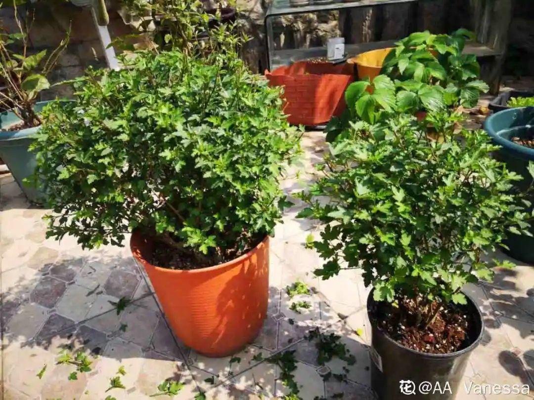 叶子|20种花，天凉了赶紧剪，来年开花有多又艳！