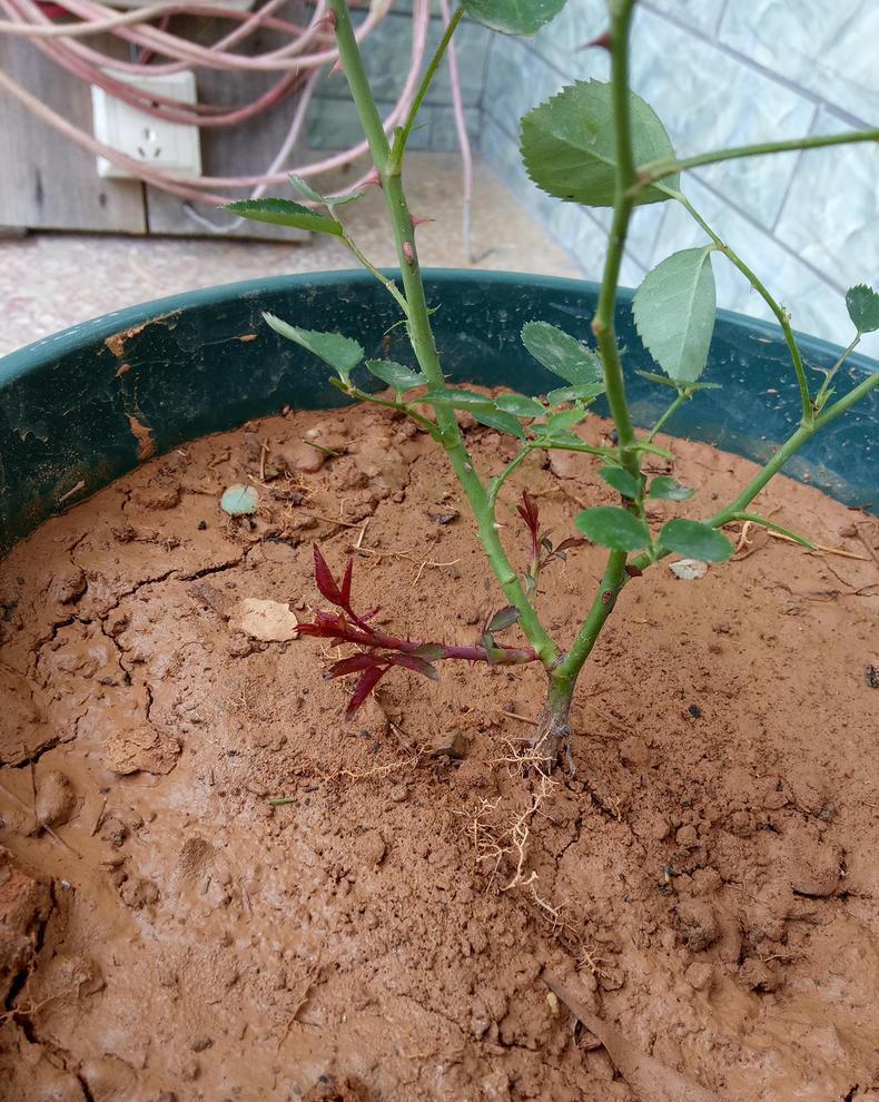 养花用好土长得旺,教你改善土壤的技巧