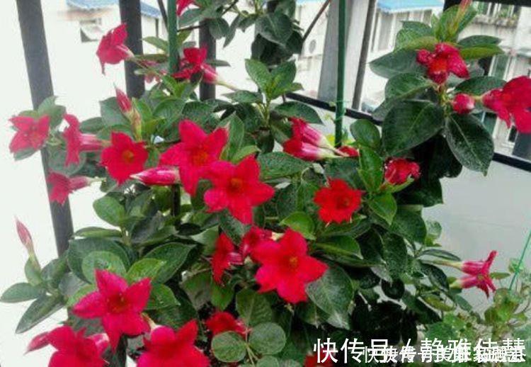 泡桐|懒人必备的几种花卉,养易成活耐旱耐晒,简简单单养爆盆