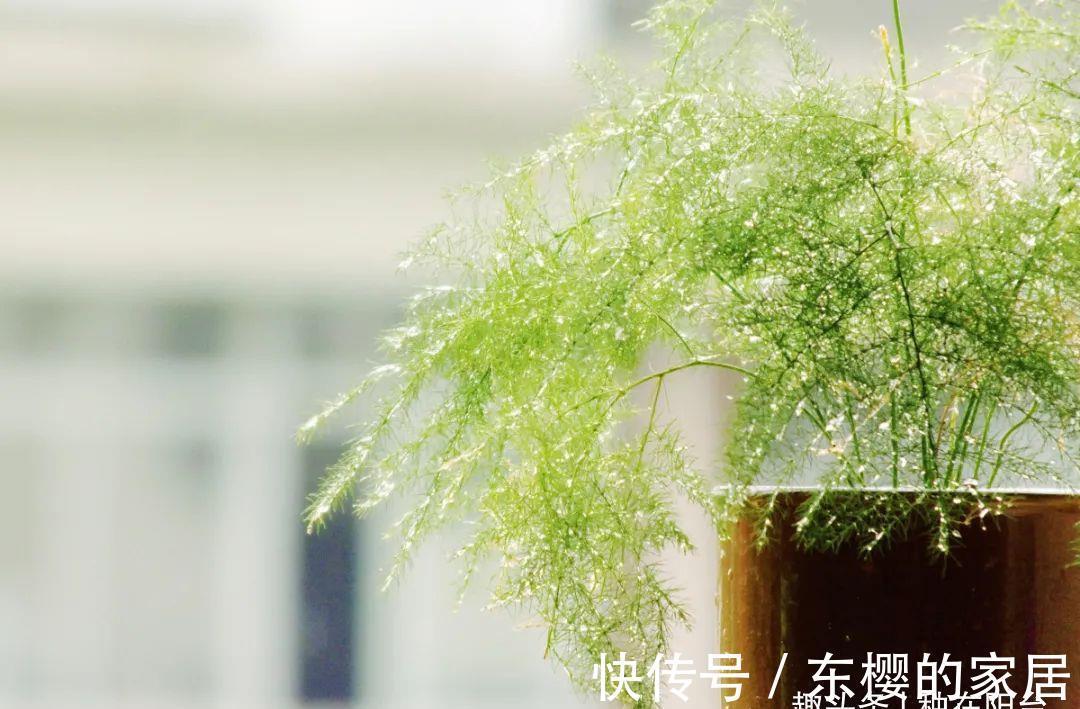 枝叶|勇闯“4关”,文竹盆栽显现盆景效果,新手也能闯到第3关哦!