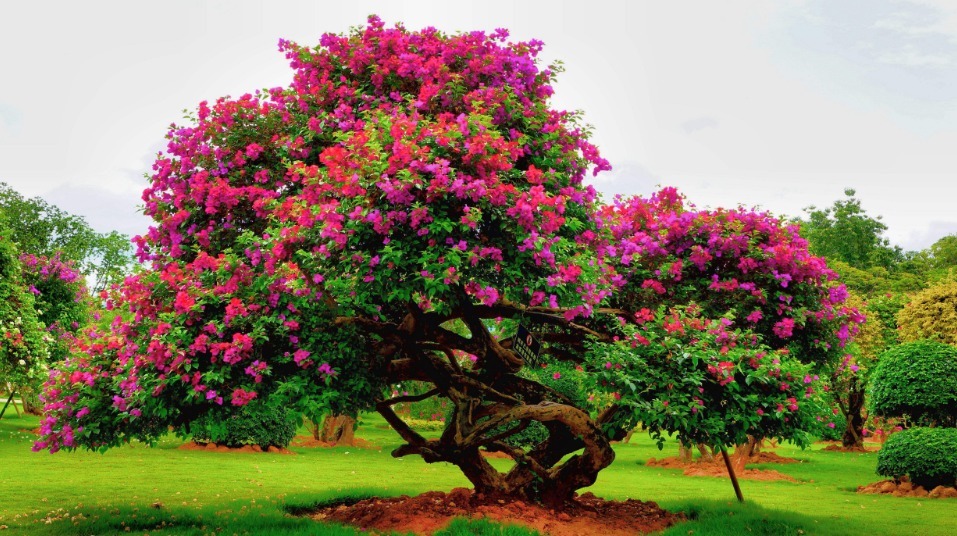 家里没有三种花很吃亏,花期非常长,养好了一年到头可以天天赏花