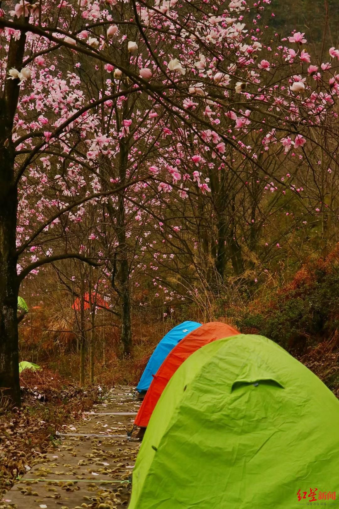 花花花花，漫山遍野开啦！北川辛夷花生态旅游节在九皇山开幕