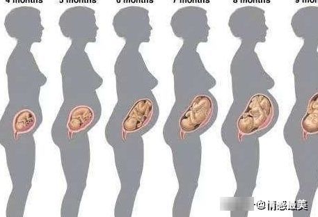 怀孕|怀孕5个月肚子显怀吗?5个月胎儿发育得怎么样?你想要的都全了
